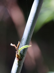 Salix irrorata, photograph (c) Andrew Tree, some rights reserved (CC BY)