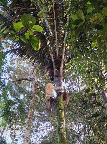 Oenocarpus bataua - Whole tree