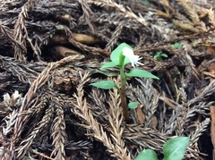 Cheirostylis octodactyla