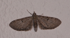 Eupithecia satyrata