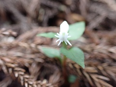Cheirostylis octodactyla