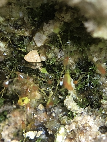 English Rock-bristle (Seligeria paucifolia)
