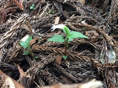 Cheirostylis octodactyla