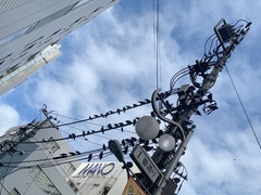 Columba livia domestica