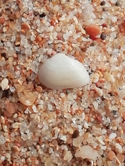 Striarca lactea