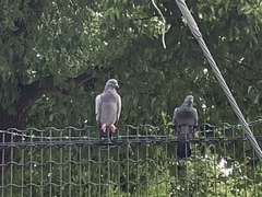 Columba livia domestica