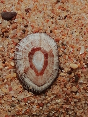 Siphonaria pectinata