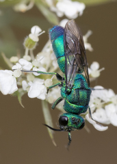 Chrysis cessata