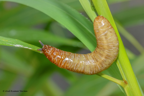 Harold Dundee's Leatherback Slug