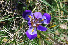 Iris unguicularis carica