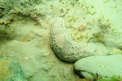 Actinopoda
