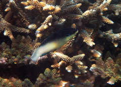 Anampses neoguinaicus