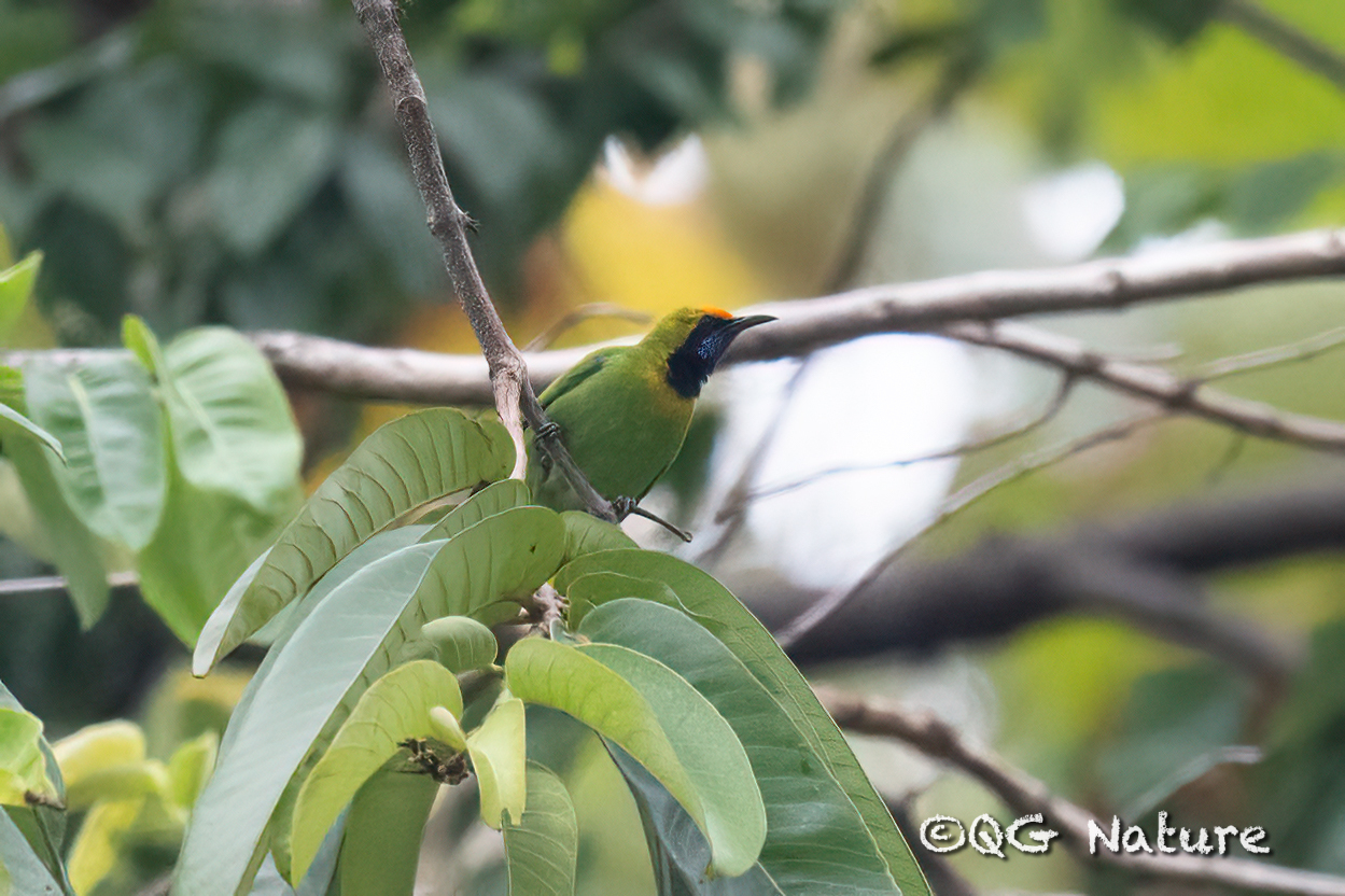 Golden-fronted Leafbird