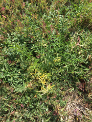 Cosmos sulphureus