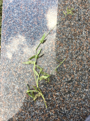 Urochloa reptans