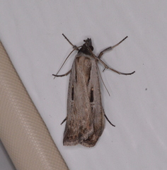Tathorhynchus exsiccata