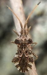 Centrocoris