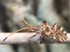 Centrocoris