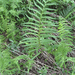 Willdenow's Fern - Photo (c) Homer Edward Price, some rights reserved (CC BY)