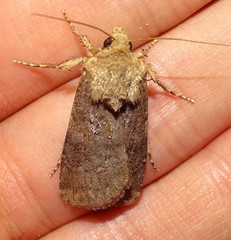 Agrotis bigramma