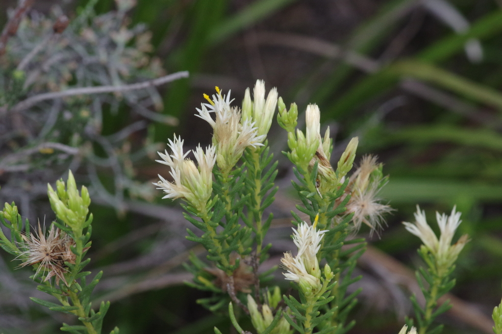 Needle Gumbush