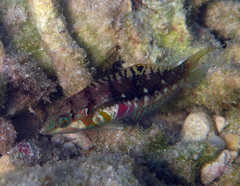 Halichoeres nebulosus