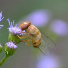 Copestylum sexmaculatum