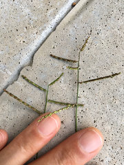 Urochloa reptans