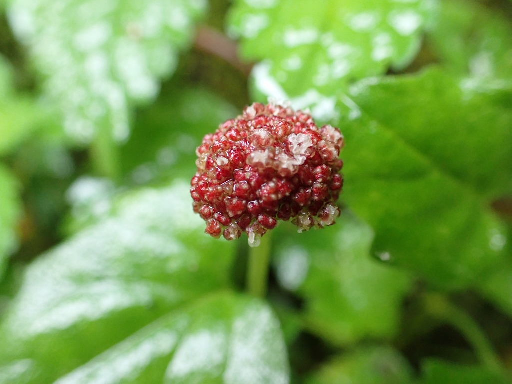 Lecanthus