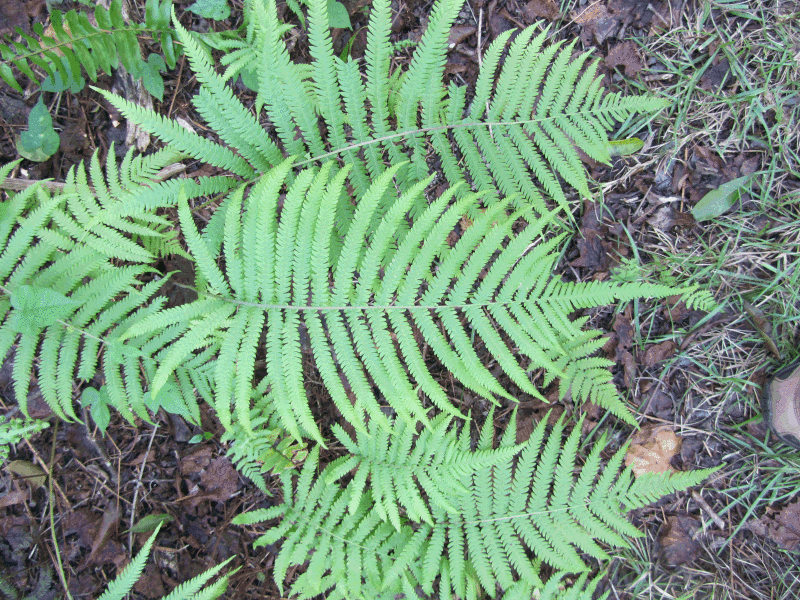 Pelazoneuron augescens