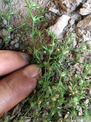Polypremum procumbens
