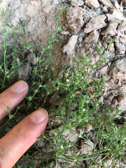 Polypremum procumbens