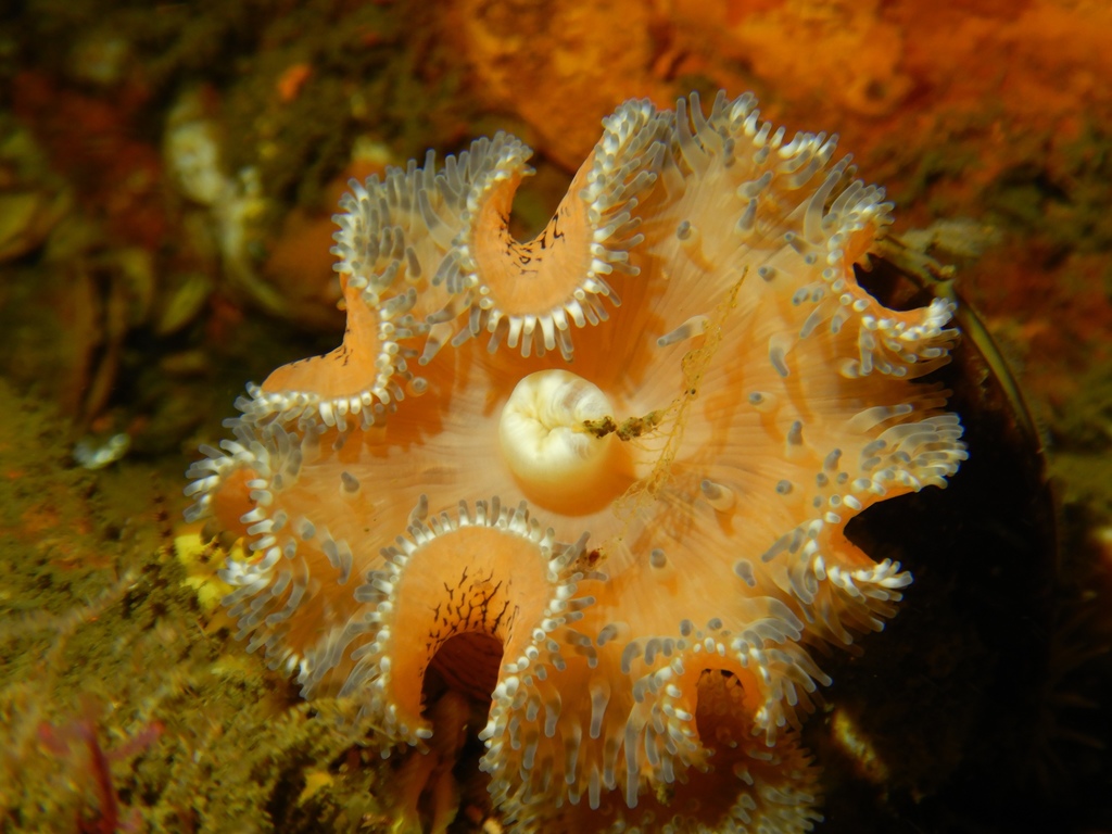 Lobed Anemone