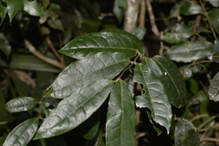 Palmeria
