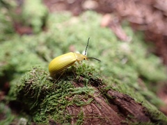 Cistelomorpha nigripilis
