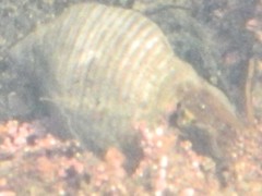 Nucella ostrina