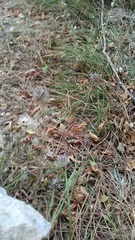 Clinopodium caucasicum