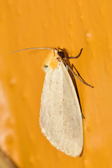 Chrysoecia thoracica
