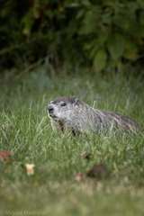 Marmota monax