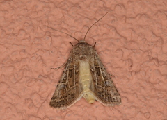 Agrotis orthogonia
