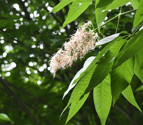 Aesculus chinensis, 2025-06-01