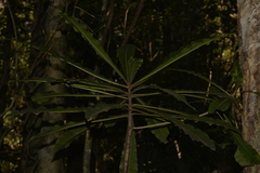 Anopterus macleayanus