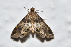 Usingeriessa onyxalis