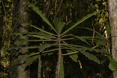 Anopterus macleayanus