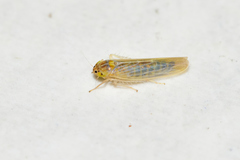 Dalbulus elimatus