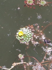 Ludwigia sedoides