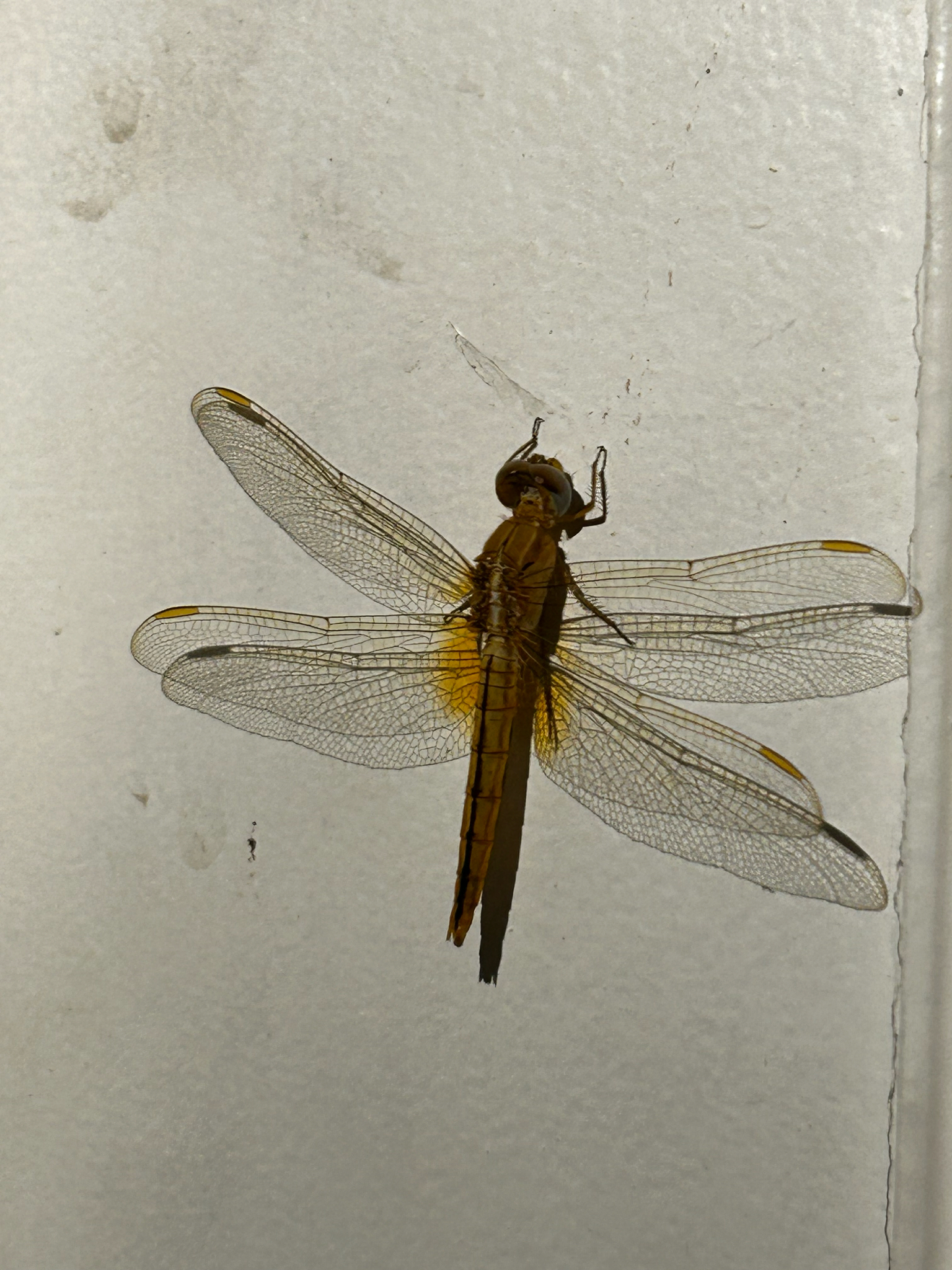 Scarlet Skimmer