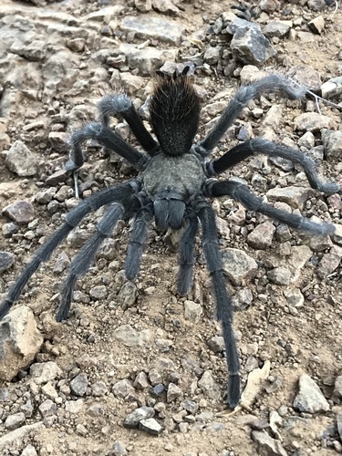 Desert Tarantula