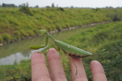 Hierodula transcaucasica