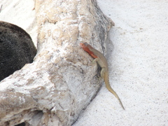 Microlophus delanonis